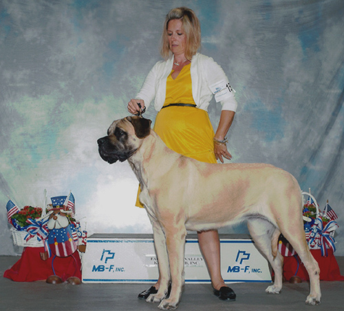 Gem Of Jersey Mastiffs of New England presents Fredrica of Franconia